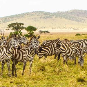 Africa – Amazing African Safari